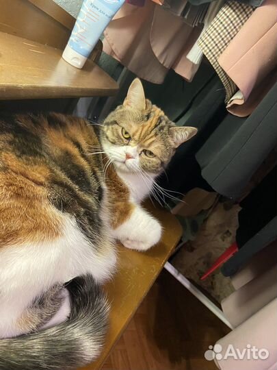 Шотландская кошка