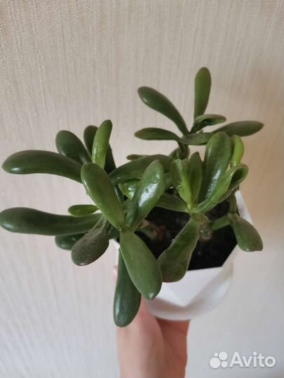 Толстянка. Крассула овата хоббит