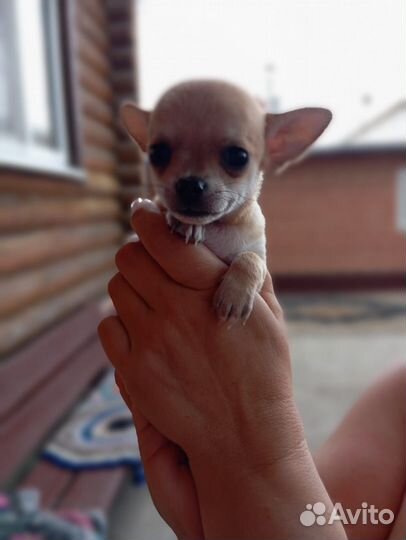 Щенки чихуахуа мини гладкошерстные