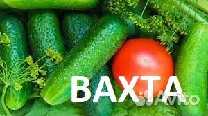 Требуются сотрудники на сборку огурца. Вахта