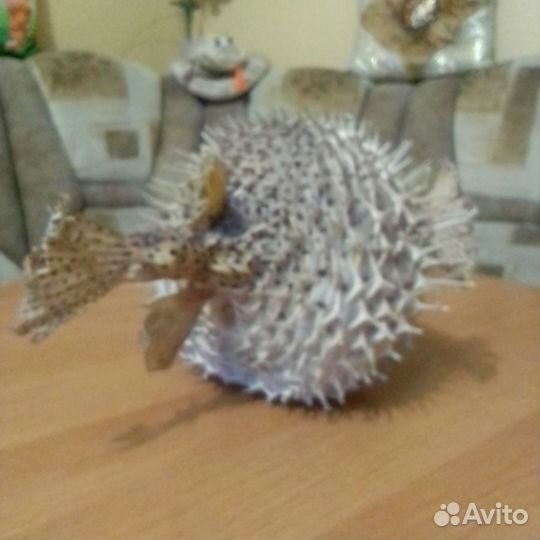 Чучело рыба фугу