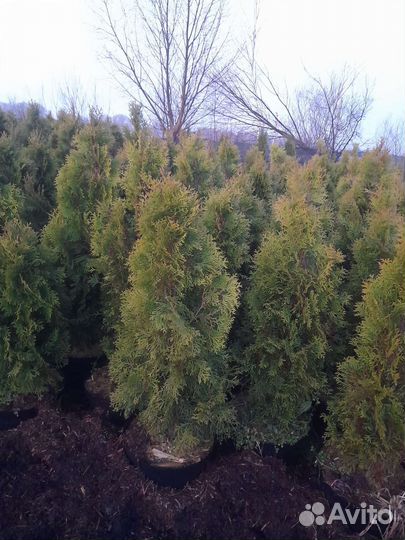 Туя смарагд саженцы