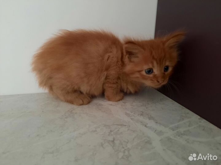 Котята мейн-кун