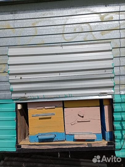 Пчёлопавильон