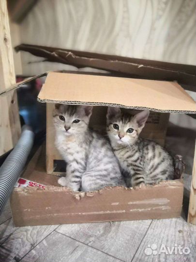 Кошки курильский бобтейл