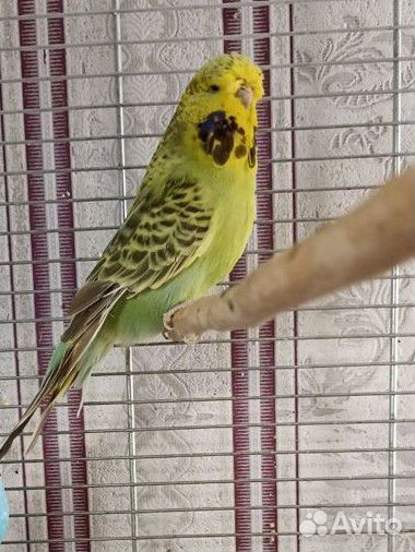 Попугаи ввп чехи