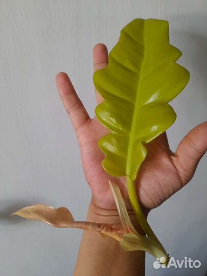 Филодендрон