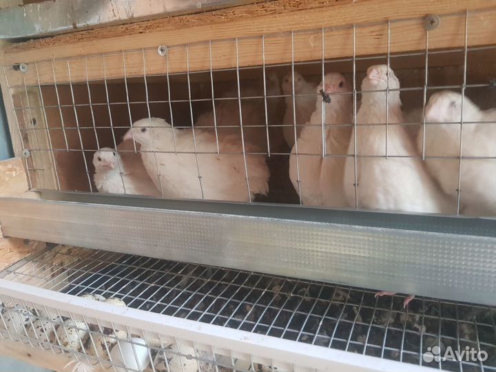 Яйца перепелиные домашние