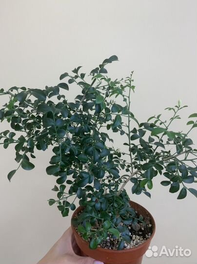 Мурайя мин а мин, взрослое растение