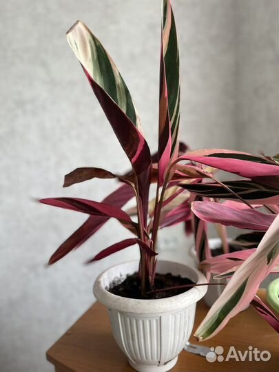 Строманта триколор