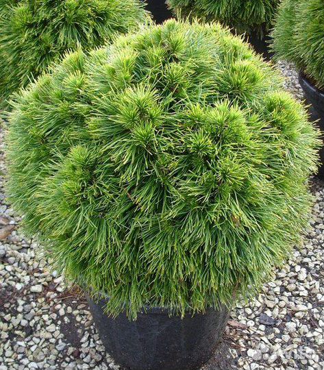 Продам сосну черную Спилберг