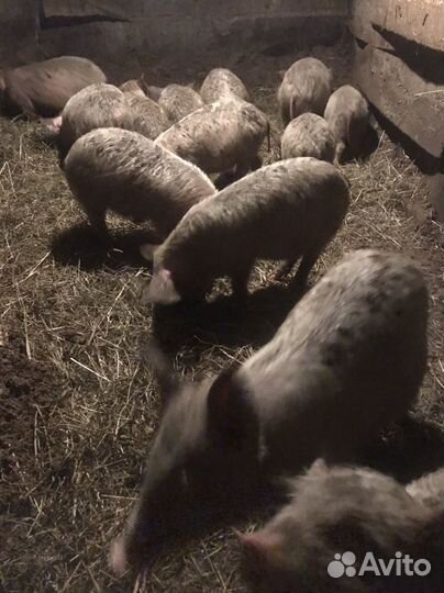 Поросята русская белая-ландрас