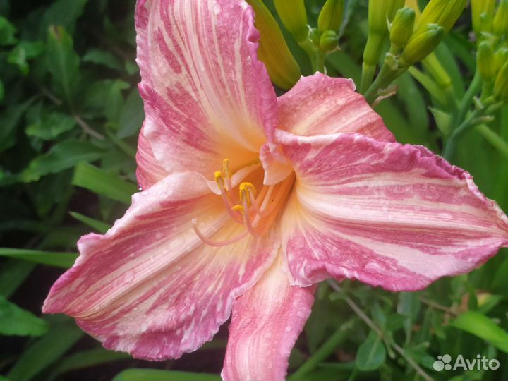 Сортовые лилейники