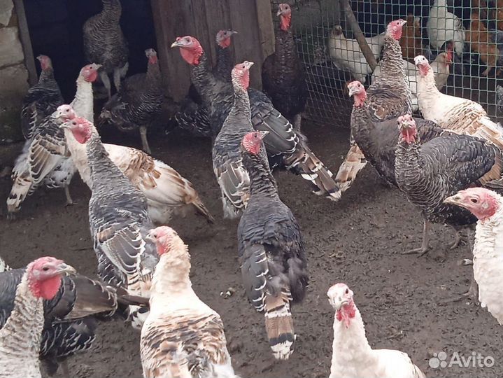 Индюки домашние