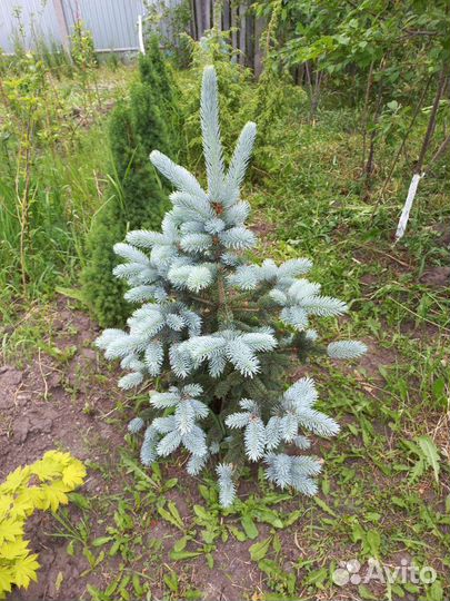 Декоративные и плодовые растения