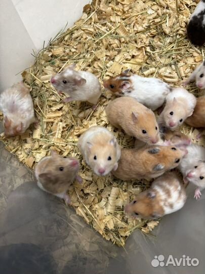 Сирийские хомячки - милашки