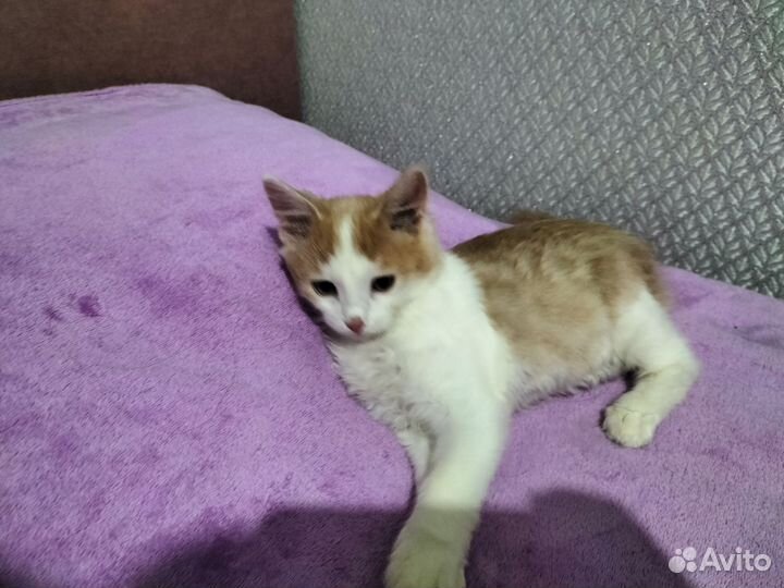 Отдам котика в добрые руки