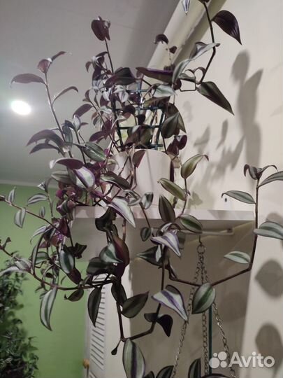 Традесканция