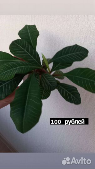 Молочай, Аглаонема