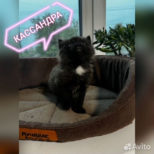 Котята в добрые руки даром