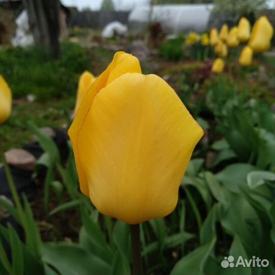 Тюльпаны луковицы