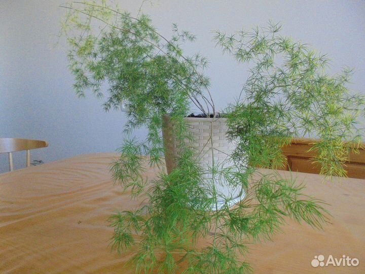 Комнатные растения цветы