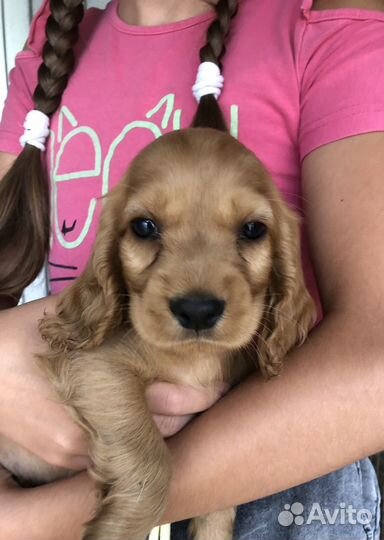 Английский кокер спаниель