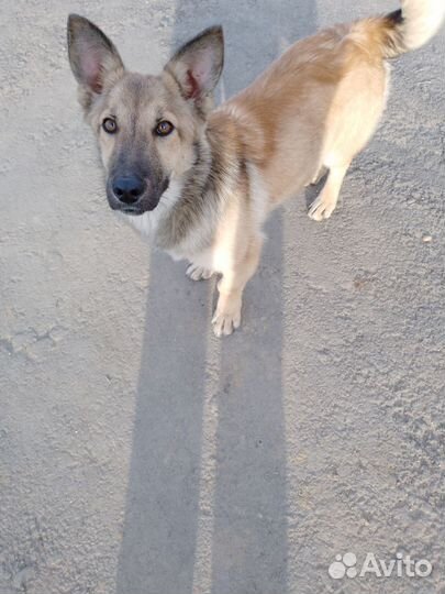 Молодой хороший сторож, кобелек