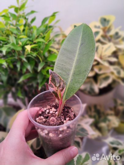 Фикус шривериана