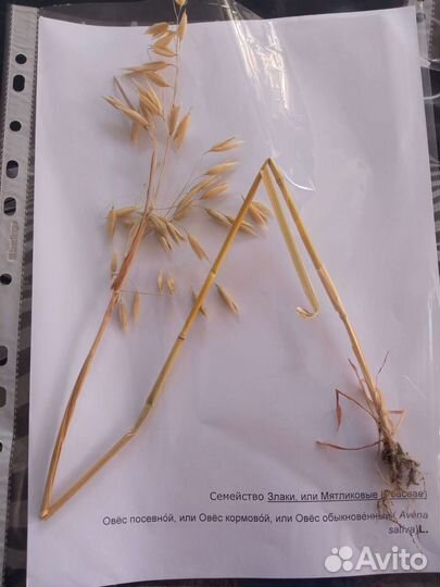 Гербарий кормовых растений 15 штук