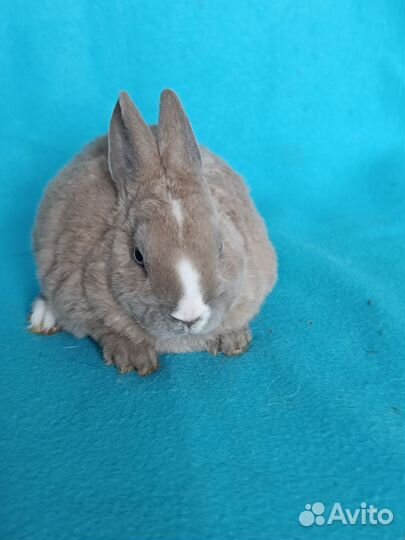 Карликовые рексы