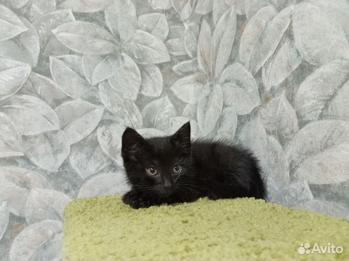 Отдам в добрые руки котят