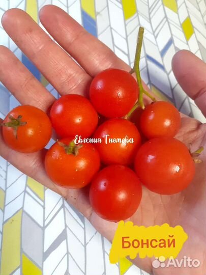 Семена комнатных горшечных томатов 30 сортов