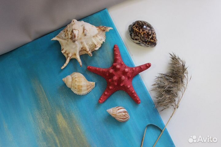 Набор морских ракушек. Морская звезда