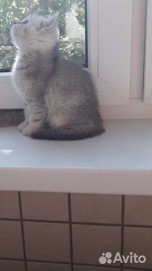 Породистые котята