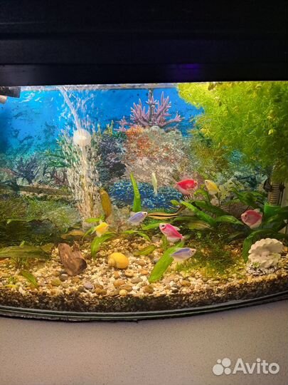 Аквариум с рыбками