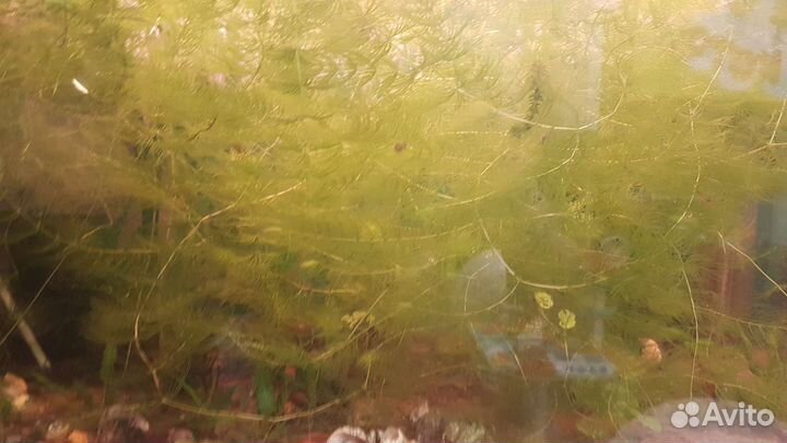 Аквариумные растения и креветки