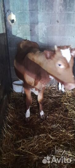 Бычок и тёлочка