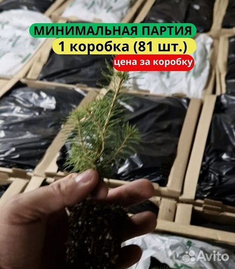 Сеянцы сосны зкс от производителя