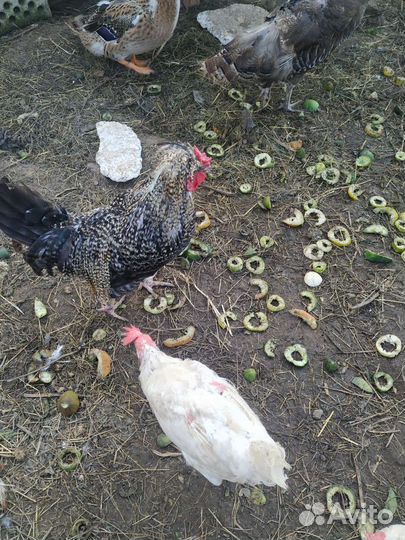 Петухи