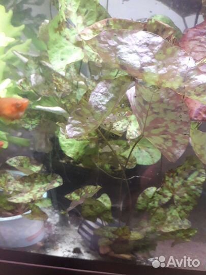 Нимфея тигровая