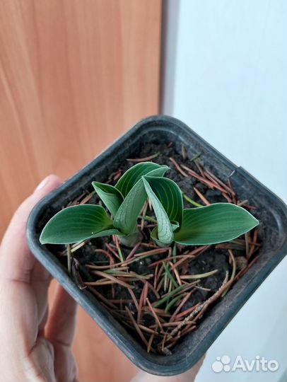 Хоста мышиные ушки