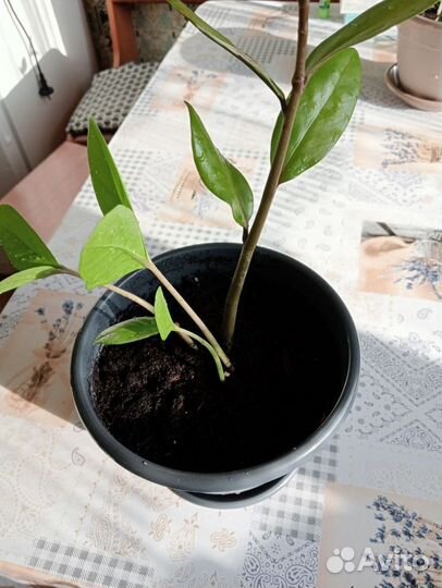 Замиокулькас