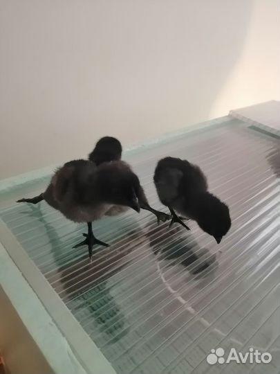 Цыплята Ухей илюй