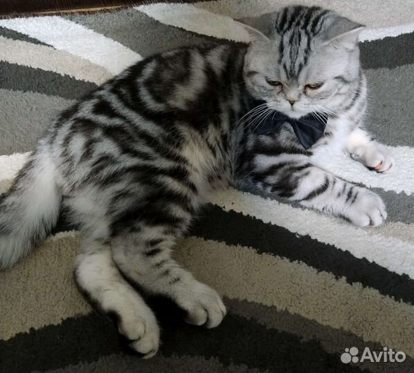 Вязка шотландский кот