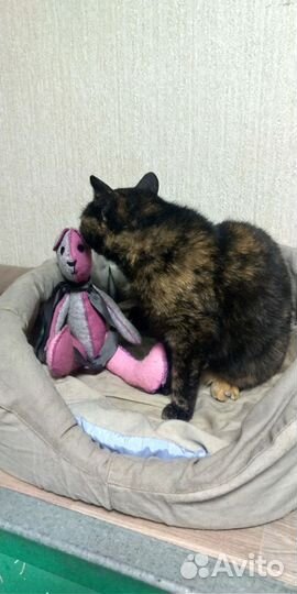 Кошка нужен дом