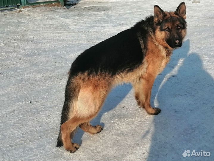 Домашние животные собаки