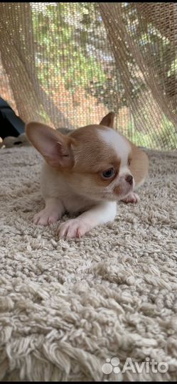 Мини мальчик чихуахуа