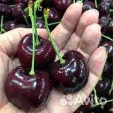 Черешня саженцы
