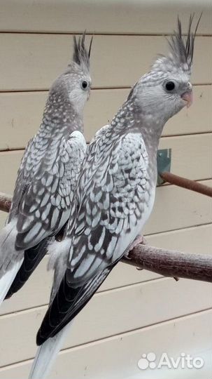 Кореллы безщекие